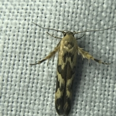 Stathmopoda melanochra at Garran, ACT - 4 Mar 2022 09:11 PM