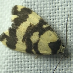 Thallarcha partita at Garran, ACT - 4 Mar 2022 09:16 PM