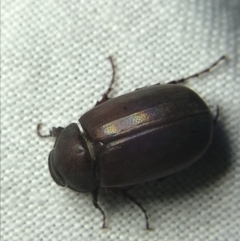 Melolonthinae sp. (subfamily) (Cockchafer) at Garran, ACT - 4 Mar 2022 by Tapirlord