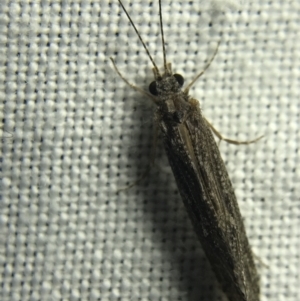 Trichoptera sp. (order) at Garran, ACT - 4 Mar 2022