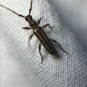 Phalota binocularis at Garran, ACT - 4 Mar 2022 09:46 PM