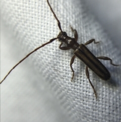 Phalota sp. (genus) at Garran, ACT - 4 Mar 2022