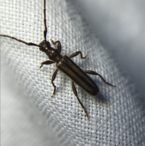 Phalota sp. (genus) at Garran, ACT - 4 Mar 2022