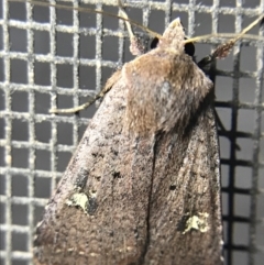 Diarsia intermixta (Chevron Cutworm, Orange Peel Moth.) at Garran, ACT - 4 Mar 2022 by Tapirlord