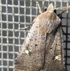 Diarsia intermixta at Garran, ACT - 4 Mar 2022 09:49 PM