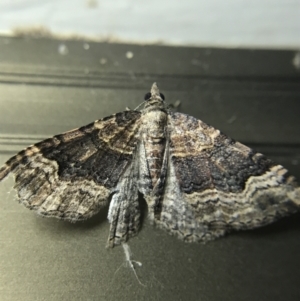 Epyaxa subidaria at Garran, ACT - 4 Mar 2022