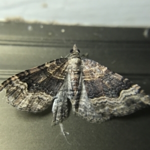 Epyaxa subidaria at Garran, ACT - 4 Mar 2022