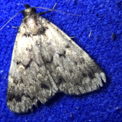 Mormoscopa phricozona (A Herminiid Moth) at Garran, ACT - 4 Mar 2022 by Tapirlord