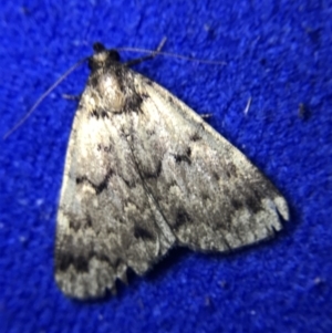 Mormoscopa phricozona at Garran, ACT - 4 Mar 2022 10:14 PM