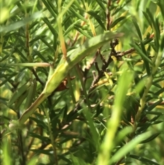 Orthodera ministralis at Garran, ACT - 6 Mar 2022