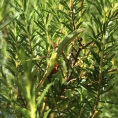 Orthodera ministralis at Garran, ACT - 6 Mar 2022