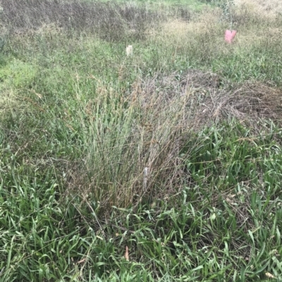 Juncus (genus) (A Rush) at Hughes, ACT - 6 Mar 2022 by Tapirlord