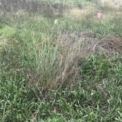 Juncus sp. (A Rush) at Hughes, ACT - 6 Mar 2022 by Tapirlord