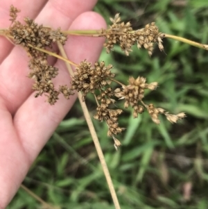 Juncus sp. at Hughes, ACT - 6 Mar 2022 02:23 PM