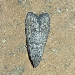 Heteromicta pachytera (Galleriinae subfamily moth) at Jerrabomberra, NSW - 10 Mar 2022 by SteveBorkowskis