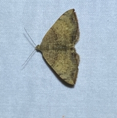 Chrysolarentia mecynata (Mecynata Carpet Moth) at Jerrabomberra, NSW - 10 Mar 2022 by SteveBorkowskis