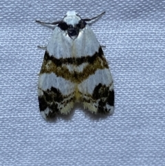 Thallarcha albicollis at Jerrabomberra, NSW - suppressed