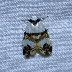 Thallarcha albicollis at Jerrabomberra, NSW - suppressed