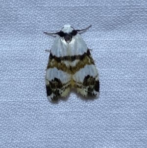 Thallarcha albicollis at Jerrabomberra, NSW - suppressed