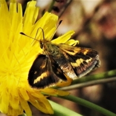 Taractrocera papyria (White-banded Grass-dart) at Paddys River, ACT - 10 Mar 2022 by JohnBundock