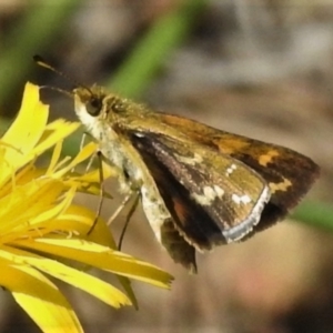 Taractrocera papyria at Paddys River, ACT - 10 Mar 2022 02:28 PM