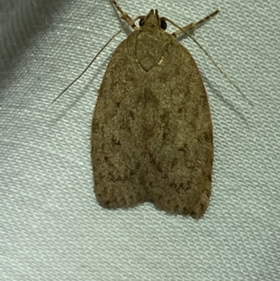 Garrha repandula (a Concealer Moth) at Jerrabomberra, NSW - 10 Mar 2022 by SteveBorkowskis