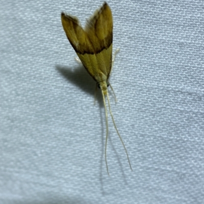 Crocanthes glycina (Crocanthes glycina) at Jerrabomberra, NSW - 11 Mar 2022 by SteveBorkowskis