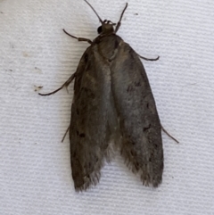 Oecophoridae (family) (Unidentified Oecophorid concealer moth) at Jerrabomberra, NSW - 10 Mar 2022 by Steve_Bok