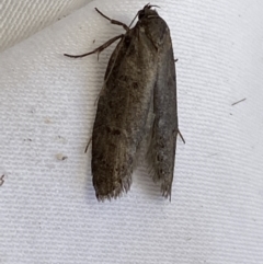 Oecophoridae (family) at Jerrabomberra, NSW - 11 Mar 2022