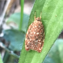 Syringoseca rhodoxantha (A concealer moth) at Phillip, ACT - 9 Mar 2022 by Tapirlord