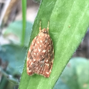 Syringoseca rhodoxantha at Phillip, ACT - 9 Mar 2022