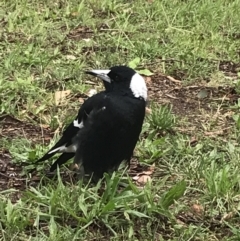 Gymnorhina tibicen (Australian Magpie) at Phillip, ACT - 8 Mar 2022 by Tapirlord