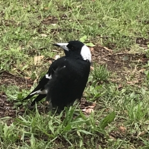 Gymnorhina tibicen at Phillip, ACT - 8 Mar 2022 12:05 PM