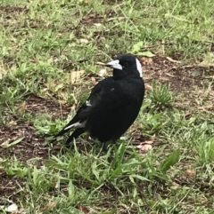 Gymnorhina tibicen at Phillip, ACT - 8 Mar 2022 12:05 PM