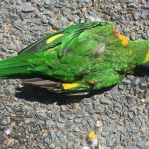 Trichoglossus moluccanus at Flynn, ACT - 11 Mar 2022