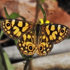 Oreixenica lathoniella (Silver Xenica) at Paddys River, ACT - 10 Mar 2022 by JohnBundock