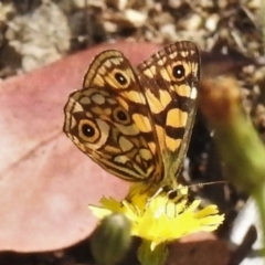 Oreixenica lathoniella at Paddys River, ACT - 10 Mar 2022 01:35 PM