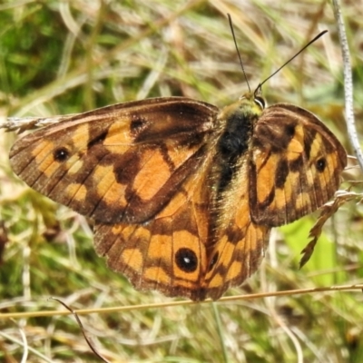 Heteronympha penelope (Shouldered Brown) at Cotter River, ACT - 10 Mar 2022 by JohnBundock