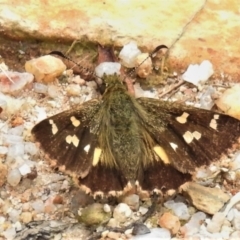 Dispar compacta (Barred Skipper) at Paddys River, ACT - 10 Mar 2022 by JohnBundock