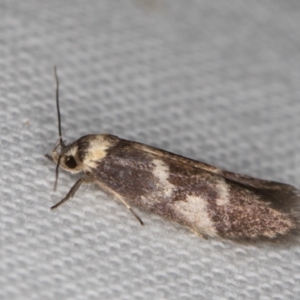 Oecophoridae (family) at Melba, ACT - 10 Jan 2022