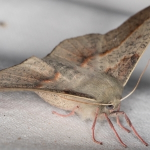 Antictenia punctunculus at Melba, ACT - 10 Jan 2022