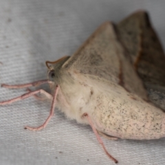 Antictenia punctunculus at Melba, ACT - 10 Jan 2022