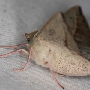 Antictenia punctunculus at Melba, ACT - 10 Jan 2022