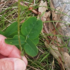 Oxytes brachypoda at Molonglo Valley, ACT - 9 Mar 2022