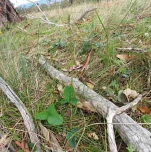 Oxytes brachypoda at Molonglo Valley, ACT - 9 Mar 2022