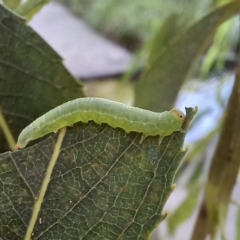 Nematus oligospilus (Willow sawfly) at Sullivans Creek, Acton - 11 Mar 2022 by Angus44