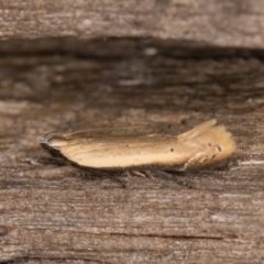 Mesophleps (genus) (A Gelechioid moth) at Melba, ACT - 10 Jan 2022 by kasiaaus