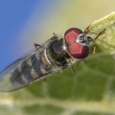 Syrphini (tribe) (Unidentified syrphine hover fly) at Googong, NSW - 10 Mar 2022 by WHall