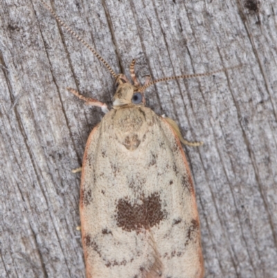 Garrha phoenopis (Garrha phoenopis) at Melba, ACT - 10 Jan 2022 by kasiaaus