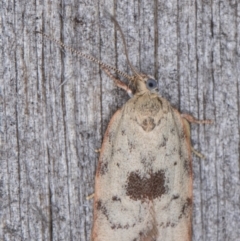 Garrha phoenopis at Melba, ACT - 10 Jan 2022 11:57 PM